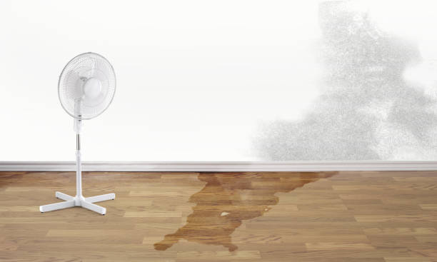 Best Professional water damage repair  in Clyde, NY